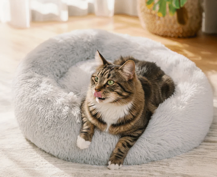 Best Calming Bed for Cats: Create the Perfect Comfort Zone for Your Feline Friend