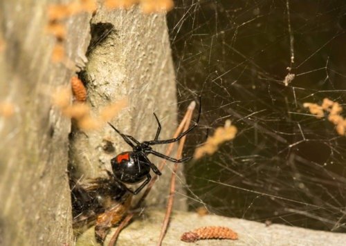 Keep Your Home Spider-Free with Professional Spider Pest Control Service