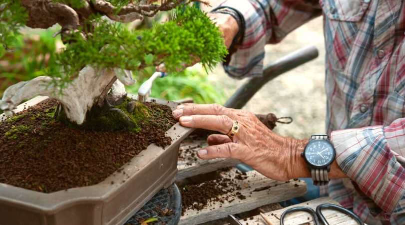 How Garden Centers Can Build a Successful Bonsai Product Line